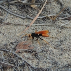 Cryptocheilus bicolor at Greenway, ACT - 19 Jan 2016 08:04 PM