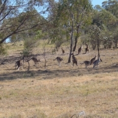 Macropus giganteus (Eastern Grey Kangaroo) at Farrer Ridge - 30 Nov 2002 by galah681