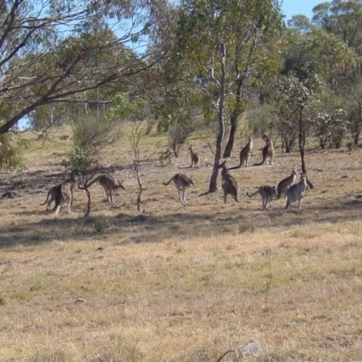 Macropus giganteus (Eastern Grey Kangaroo) at Farrer Ridge - 1 Dec 2002 by galah681