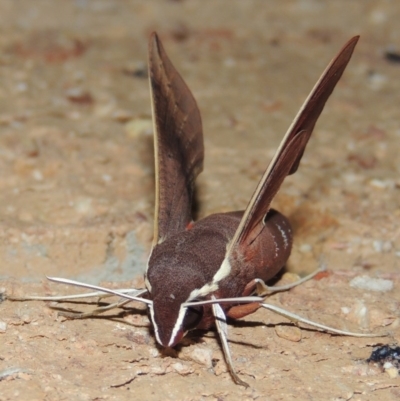 Hippotion scrofa (Coprosma Hawk Moth) at Conder, ACT - 3 Mar 2015 by MichaelBedingfield