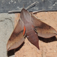 Hippotion scrofa at Conder, ACT - 3 Mar 2015 01:13 AM