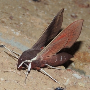 Hippotion scrofa at Conder, ACT - 3 Mar 2015