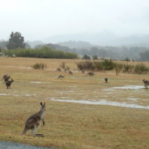 Macropus giganteus at Paddys River, ACT - 4 Sep 2010 10:13 AM