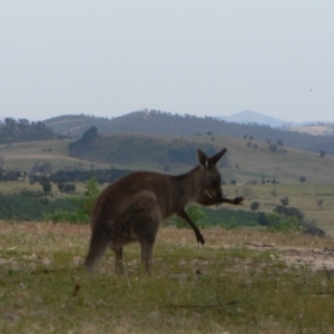 Macropus giganteus at Paddys River, ACT - 21 Nov 2009