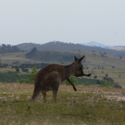 Macropus giganteus (Eastern Grey Kangaroo) at Paddys River, ACT - 20 Nov 2009 by galah681