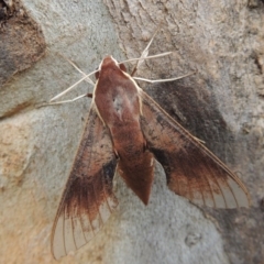 Hippotion scrofa (Coprosma Hawk Moth) at Paddys River, ACT - 9 Feb 2015 by MichaelBedingfield