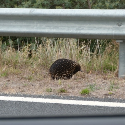 Tachyglossus aculeatus (Short-beaked Echidna) at Tharwa, ACT - 15 Mar 2014 by SkyFire747