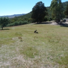 Macropus giganteus at Paddys River, ACT - 9 Mar 2015