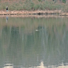 Ornithorhynchus anatinus (Platypus) at Tidbinbilla Nature Reserve - 1 Jul 2006 by galah681