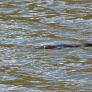 Ornithorhynchus anatinus at Paddys River, ACT - 27 Nov 2015