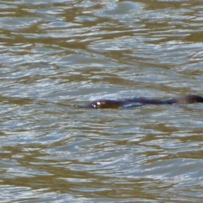 Ornithorhynchus anatinus (Platypus) at Tidbinbilla Nature Reserve - 26 Nov 2015 by galah681