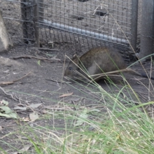 Potorous tridactylus at Paddys River, ACT - 1 Aug 2015