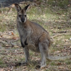 Notamacropus rufogriseus (Red-necked Wallaby) at Paddys River, ACT - 28 Feb 2015 by galah681