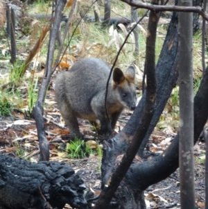 Wallabia bicolor at Paddys River, ACT - 2 May 2015 10:55 AM