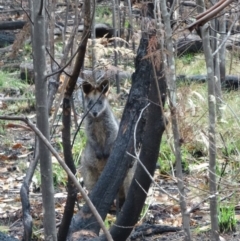 Wallabia bicolor at Paddys River, ACT - 2 May 2015 10:55 AM