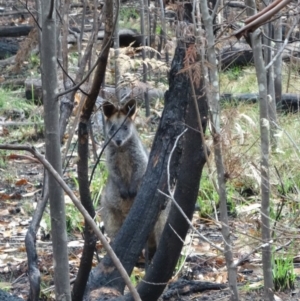 Wallabia bicolor at Paddys River, ACT - 2 May 2015 10:55 AM