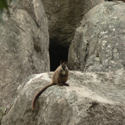 Petrogale penicillata (Brush-tailed Rock Wallaby) at Paddys River, ACT - 21 Oct 2006 by galah681