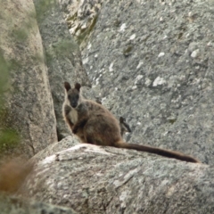 Petrogale penicillata at Paddys River, ACT - suppressed