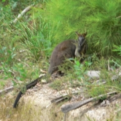 Wallabia bicolor (Swamp Wallaby) at Paddys River, ACT - 12 Mar 2010 by galah681