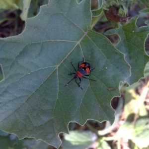 Dindymus versicolor at Isaacs Ridge - 8 Apr 2013