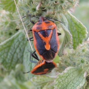 Agonoscelis rutila at Paddys River, ACT - 22 Nov 2014