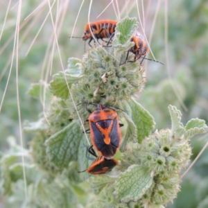 Agonoscelis rutila at Paddys River, ACT - 22 Nov 2014