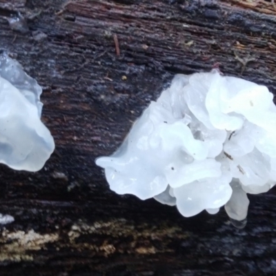Tremella fuciformis (Snow Fungus) at Cotter River, ACT - 10 Aug 2016 by NickWilson