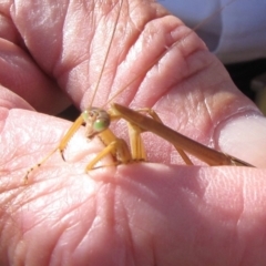 Tenodera australasiae (Purple-winged mantid) at Canberra Central, ACT - 5 Mar 2016 by GeoffRobertson