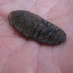 Laxta sp. (genus) (Bark cockroach) at Canberra Central, ACT - 5 Mar 2016 by GeoffRobertson