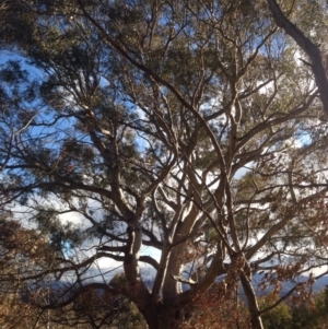 Eucalyptus rossii at Wanniassa Hill - 22 Jun 2016 03:20 PM