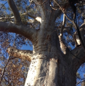 Eucalyptus rossii at Wanniassa Hill - 22 Jun 2016 03:20 PM