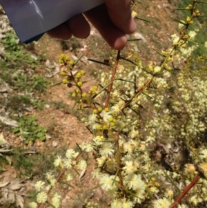 Acacia genistifolia at Bruce, ACT - 11 Aug 2016