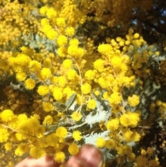 Acacia baileyana at Bruce, ACT - 11 Aug 2016 01:16 PM