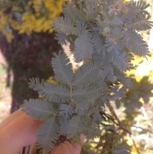 Acacia baileyana at Bruce, ACT - 11 Aug 2016 01:16 PM