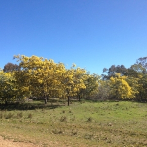 Acacia baileyana at Bruce, ACT - 11 Aug 2016 01:16 PM