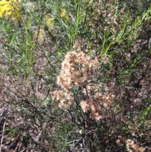 Cassinia quinquefaria at Bruce, ACT - 11 Aug 2016