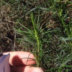 Cassinia quinquefaria at Bruce, ACT - 11 Aug 2016