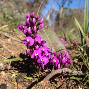 Hardenbergia violacea at Bruce, ACT - 11 Aug 2016 01:37 PM