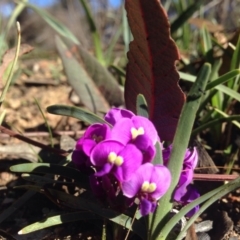 Hardenbergia violacea at Bruce, ACT - 11 Aug 2016