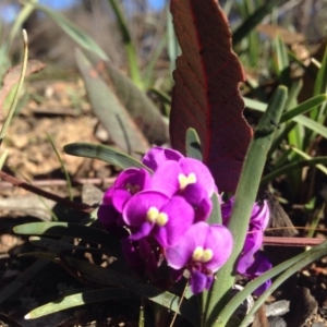 Hardenbergia violacea at Bruce, ACT - 11 Aug 2016 01:37 PM