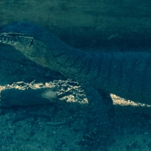 Varanus rosenbergi at Banks, ACT - suppressed