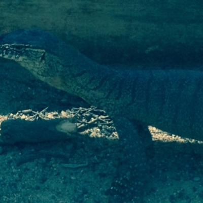 Varanus rosenbergi (Heath or Rosenberg's Monitor) at Banks, ACT - 20 Oct 2015 by jackfrench