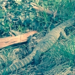 Varanus rosenbergi at Banks, ACT - suppressed