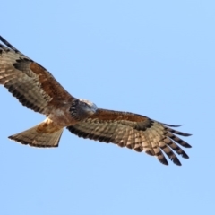 Lophoictinia isura (Square-tailed Kite) at Merimbula, NSW - 11 Aug 2016 by Leo