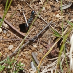 Myrmecia tarsata at Paddys River, ACT - 18 Feb 2012 12:57 PM