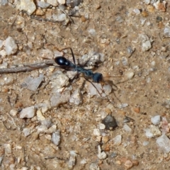 Myrmecia tarsata at Paddys River, ACT - 18 Feb 2012 12:57 PM