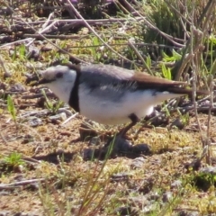 Epthianura albifrons (White-fronted Chat) at Uriarra Village, ACT - 11 Aug 2016 by JohnBundock