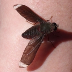 Comptosia stria (A bee fly) at Canberra Central, ACT - 26 Oct 2013 by galah681