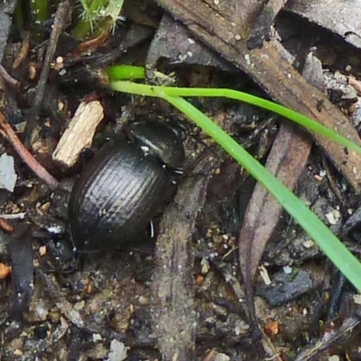 Adelium pustulosum (Darkling beetle) at Tidbinbilla Nature Reserve - 18 Feb 2012 by galah681