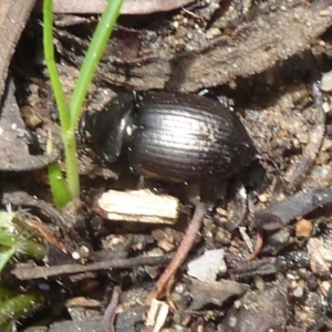 Adelium pustulosum at Paddys River, ACT - 18 Feb 2012